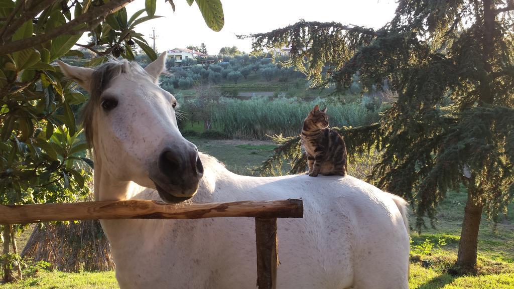 Il Casale Alle Farine Viterbo Luaran gambar